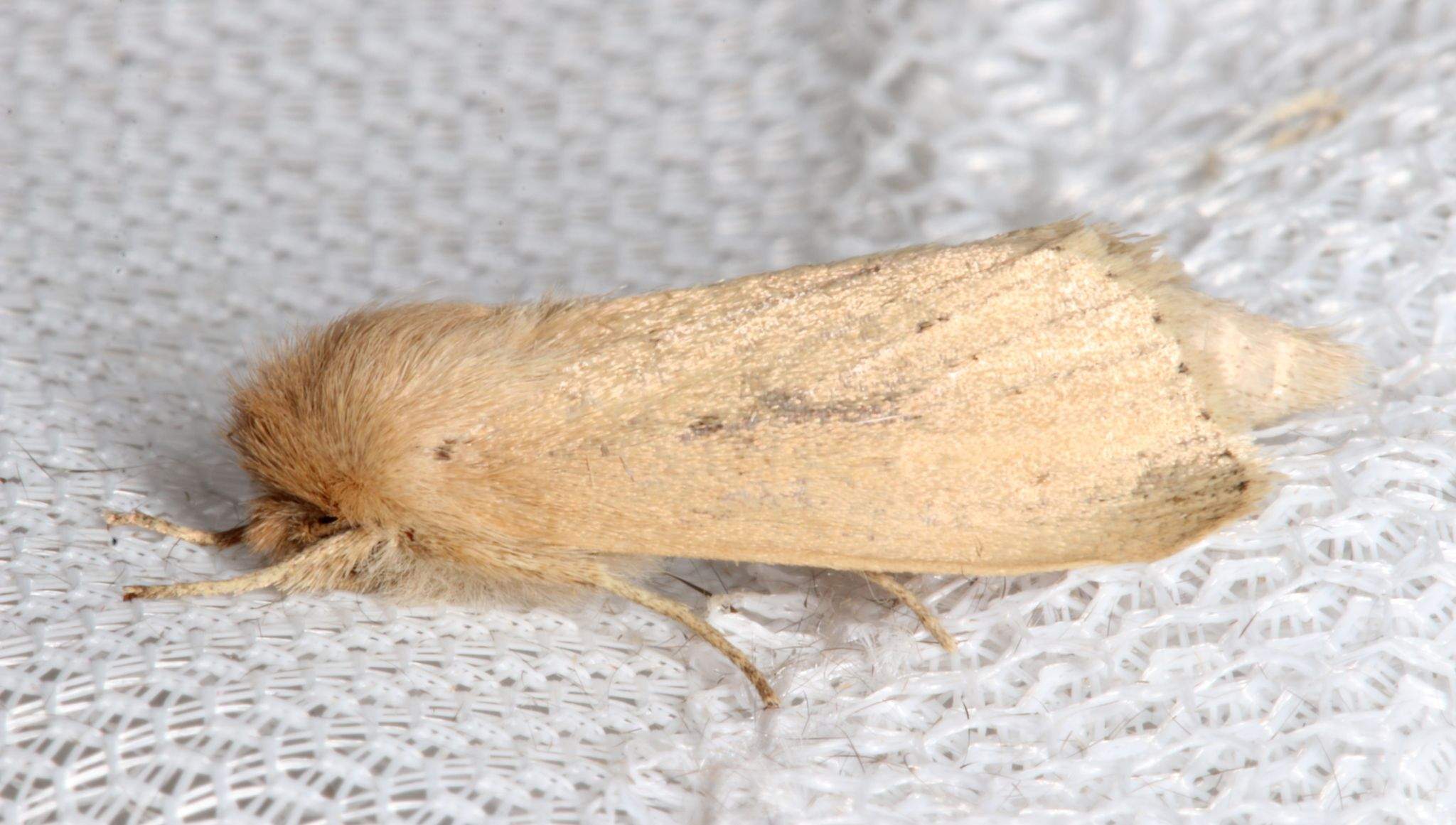 Bathytricha truncata
