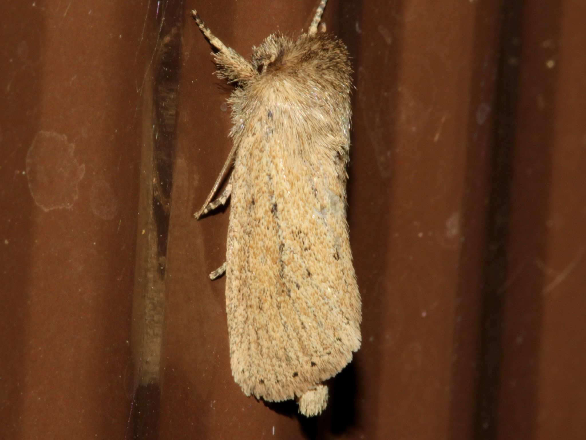 Bathytricha truncata