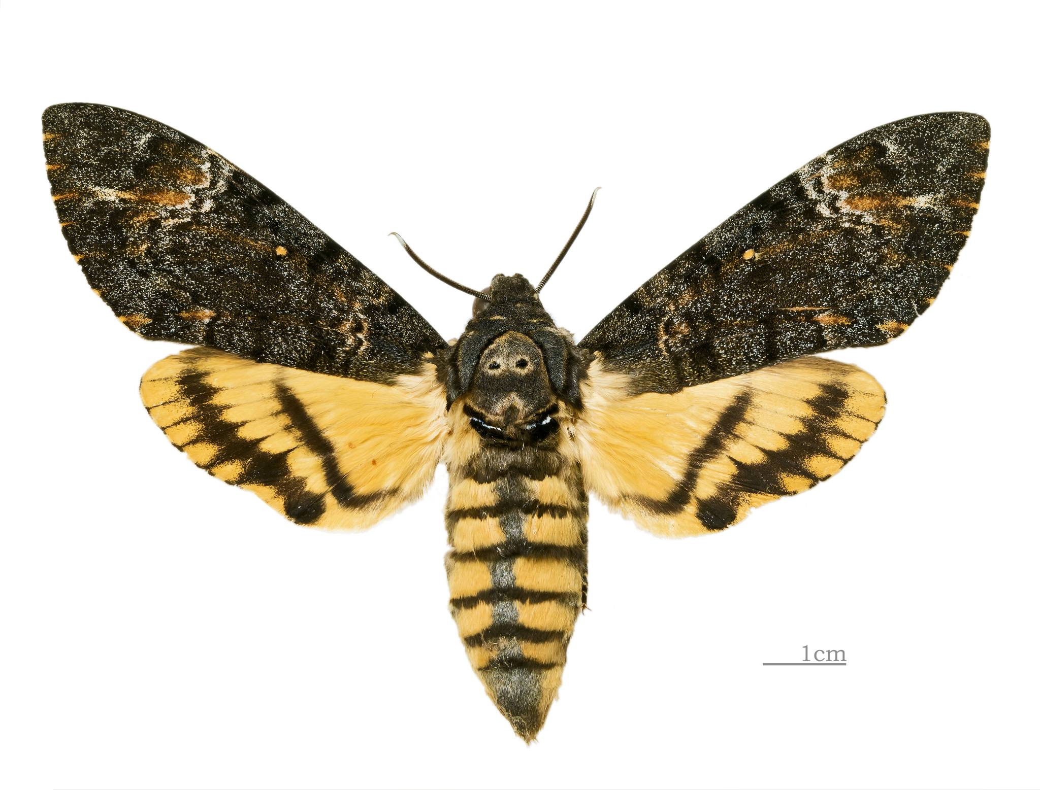 Acherontia styx
