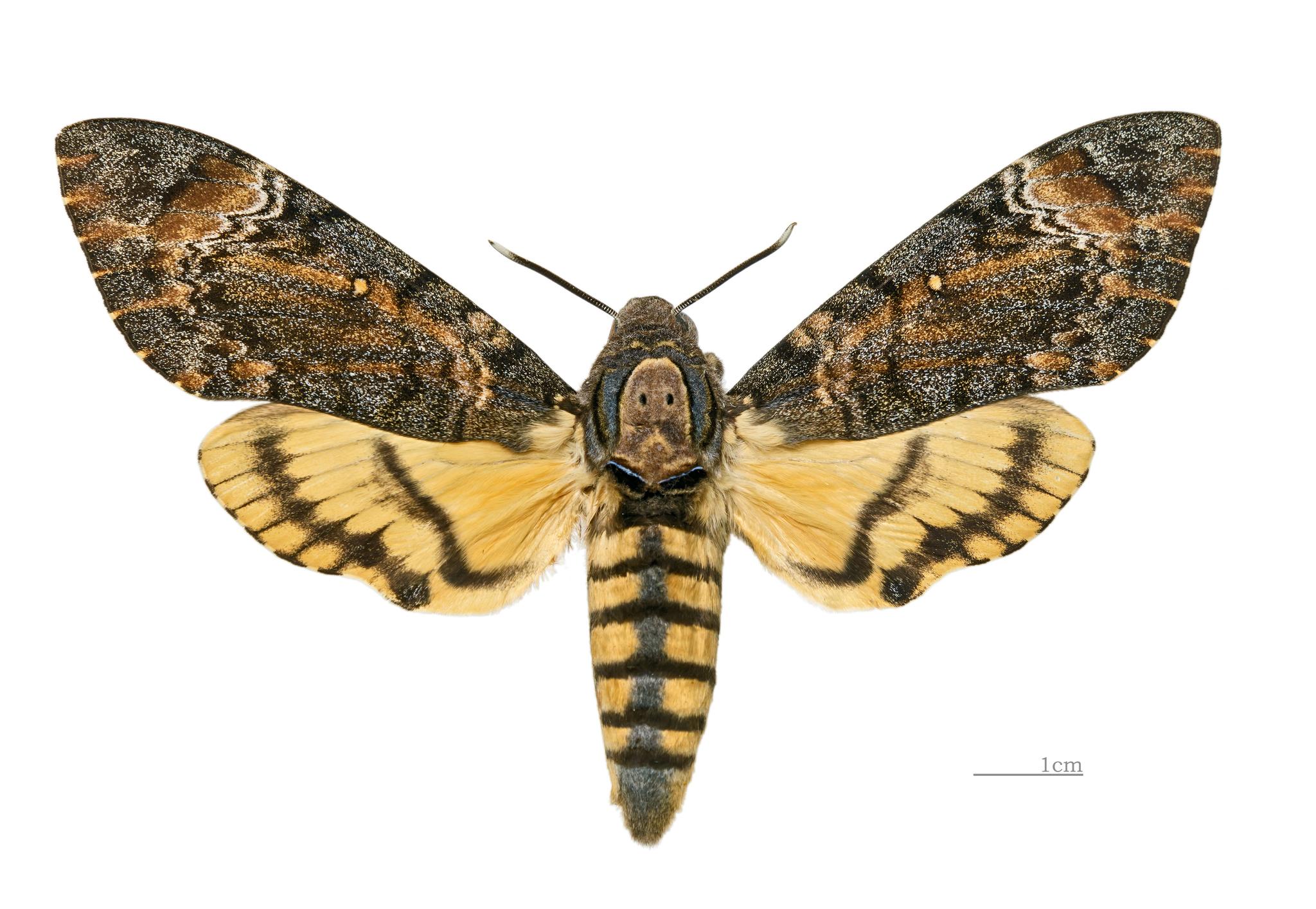 Acherontia styx