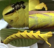 Acherontia styx