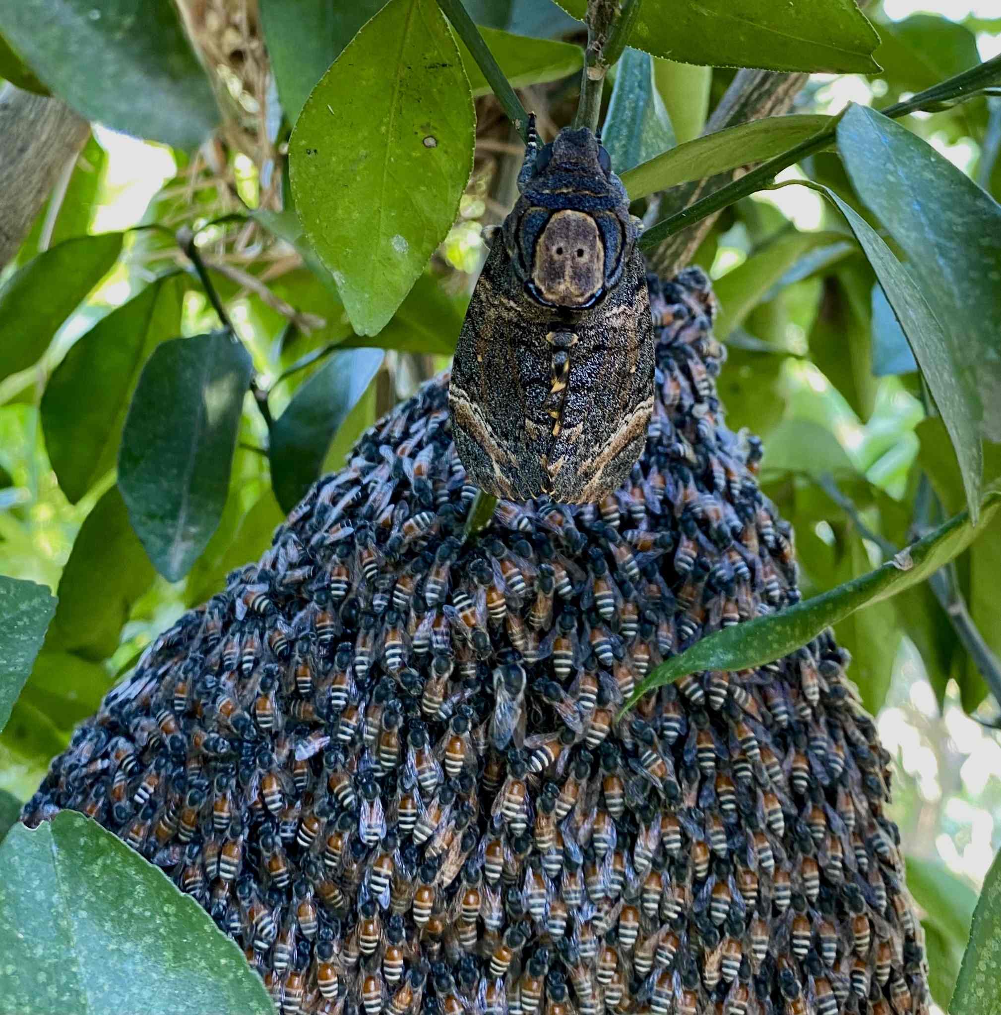 Acherontia styx