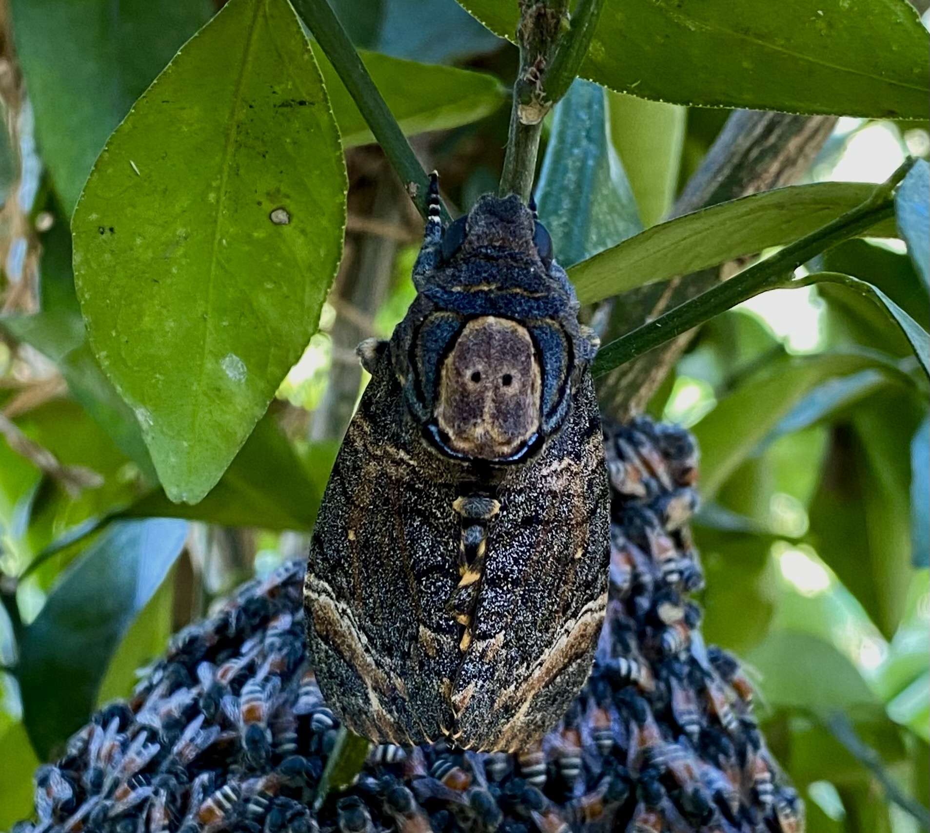 Acherontia styx