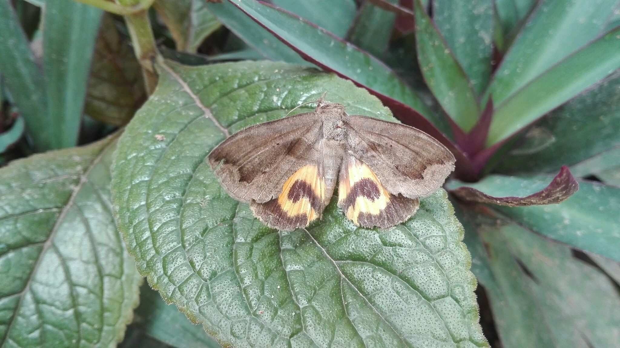 Eudocima collusoria