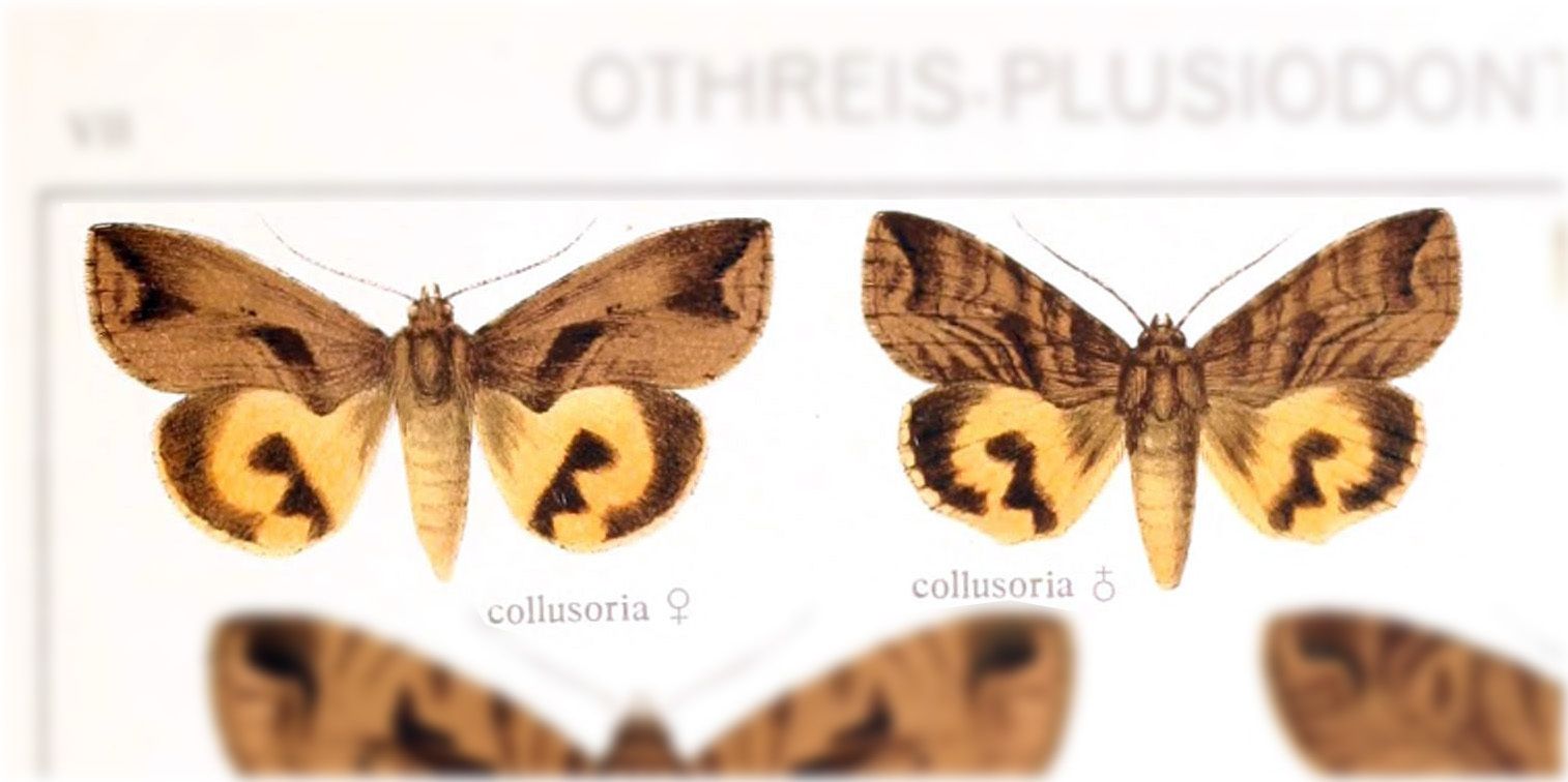 Eudocima collusoria