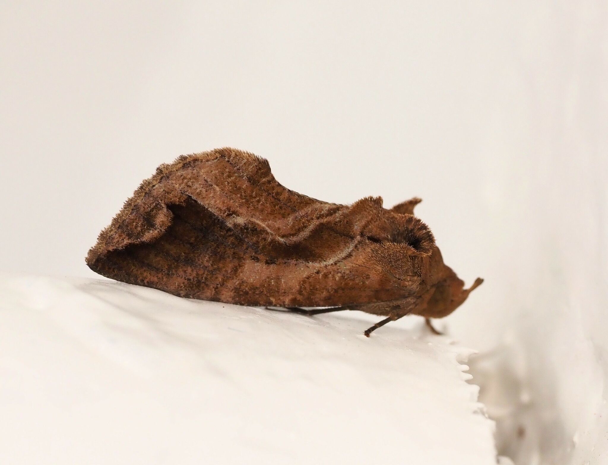 Eudocima collusoria