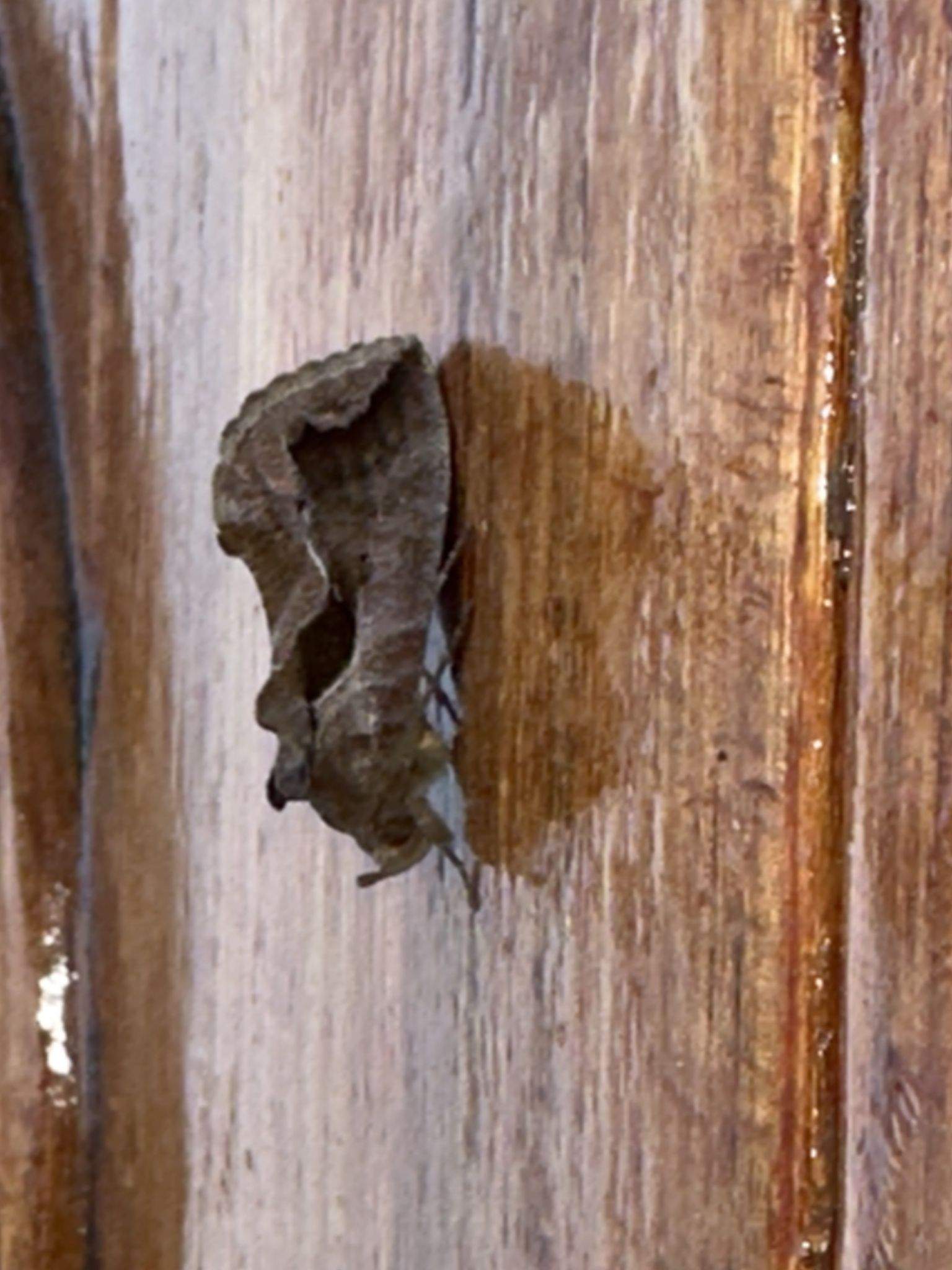 Eudocima collusoria