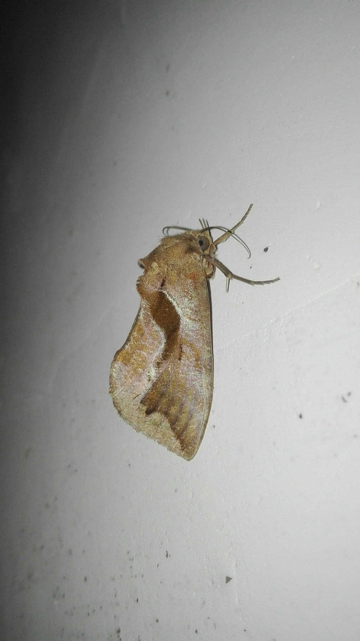 Eudocima collusoria