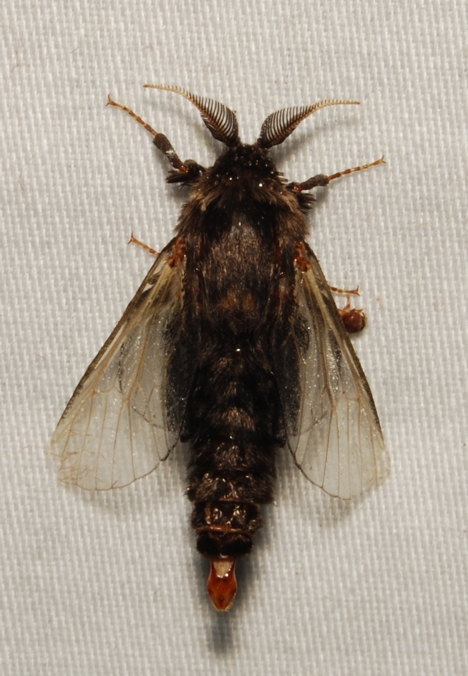Thyridopteryx ephemeraeformis