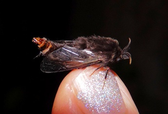 Thyridopteryx ephemeraeformis