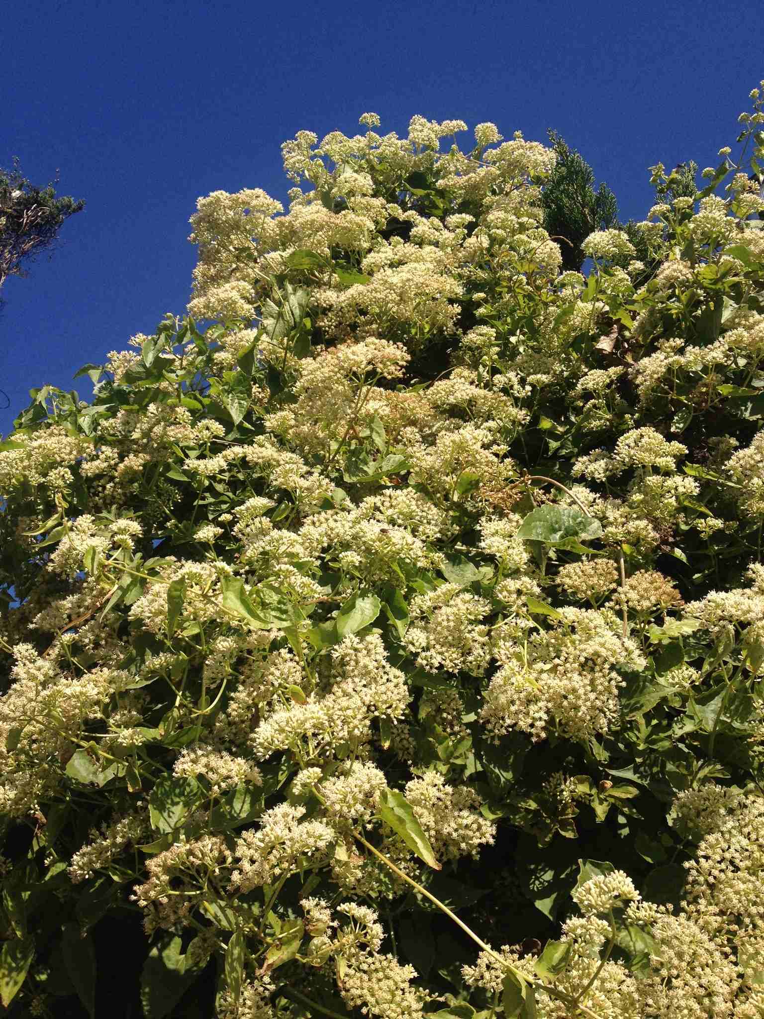 Mikania micrantha