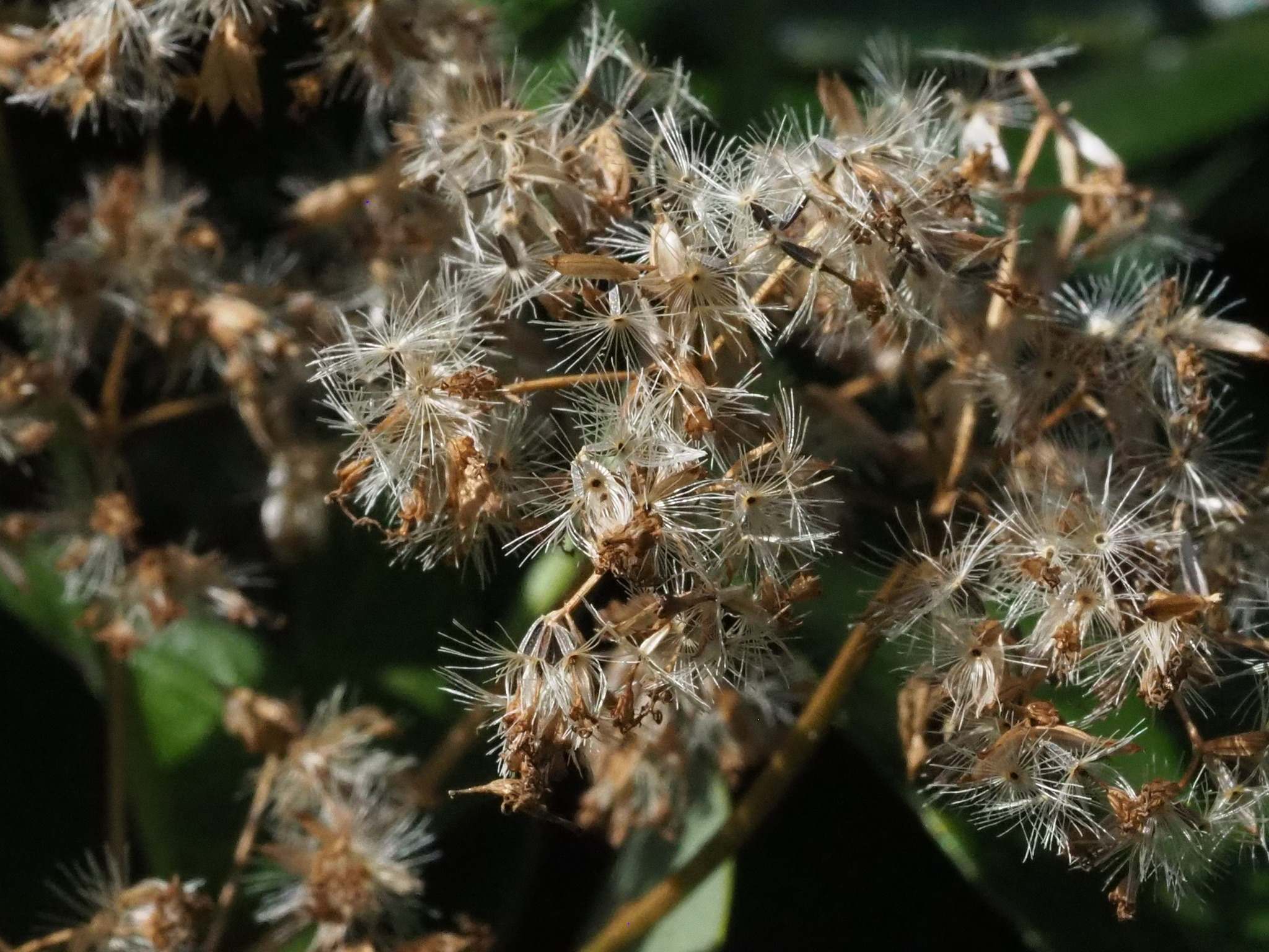 Mikania micrantha