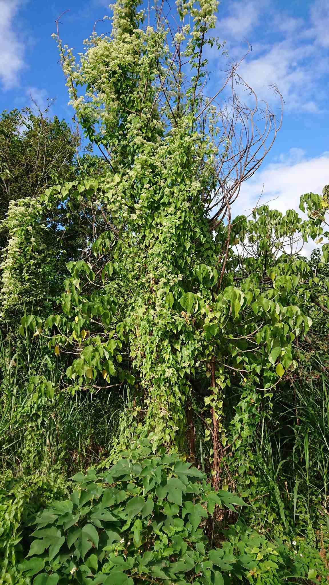 Mikania micrantha