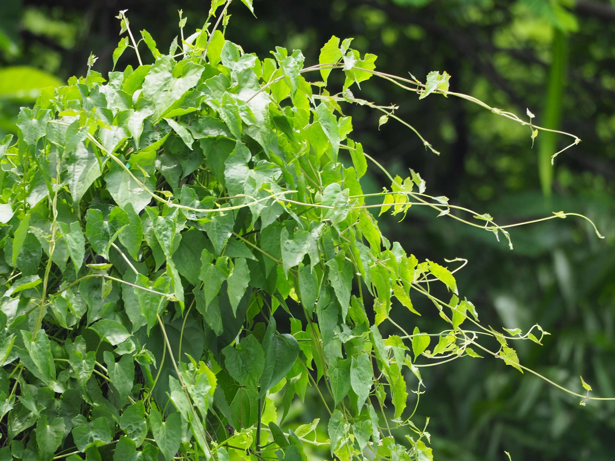 Mikania micrantha