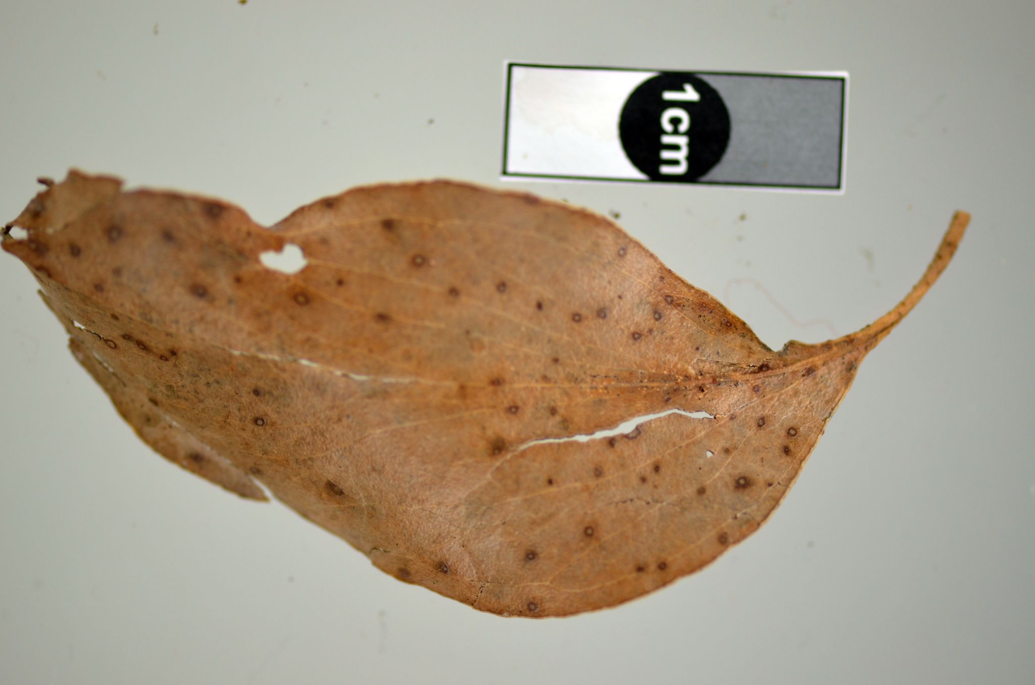 Harknessia eucalypti