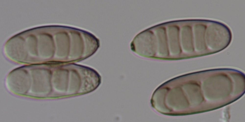 Curvularia hawaiiensis