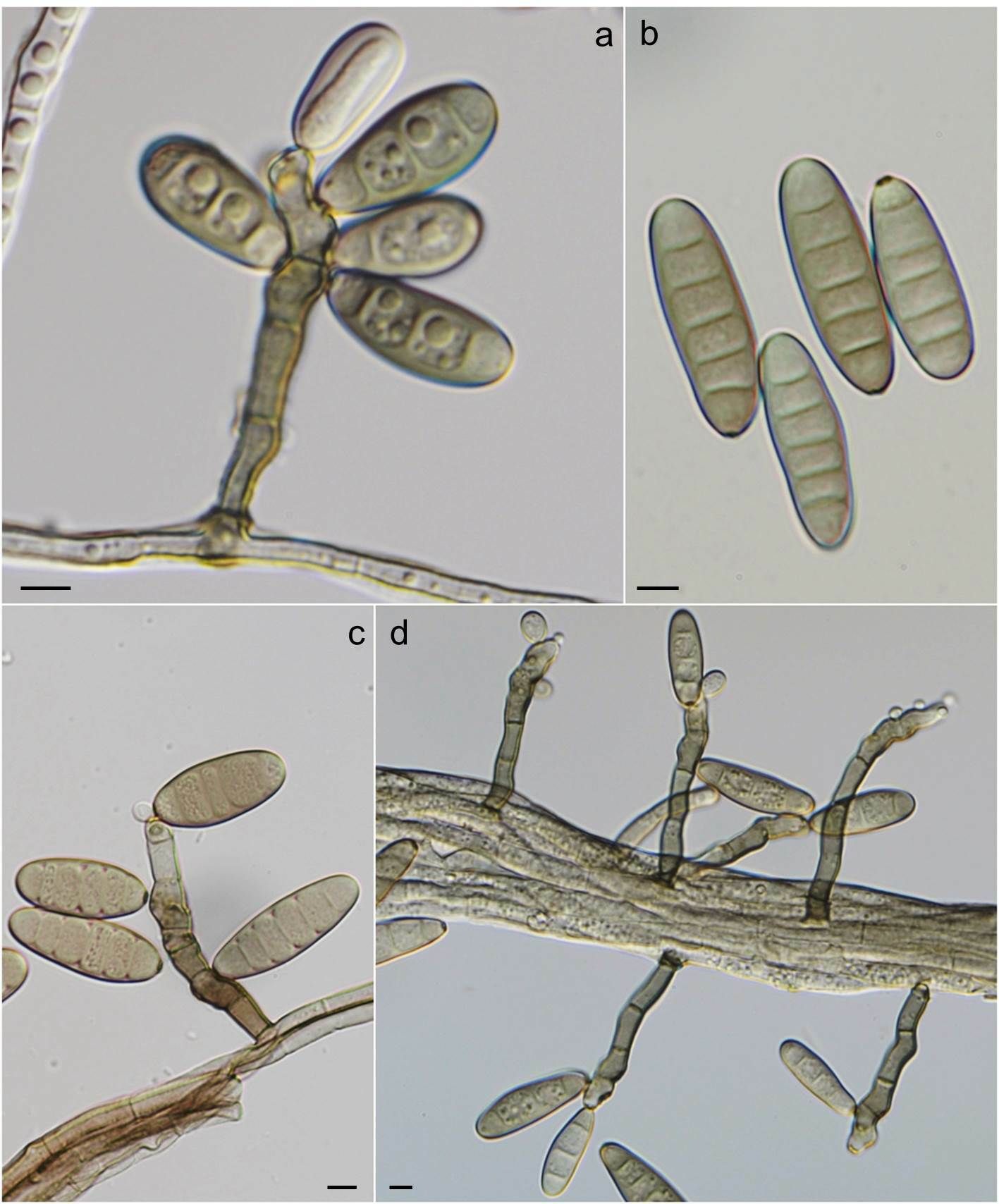 Curvularia hawaiiensis