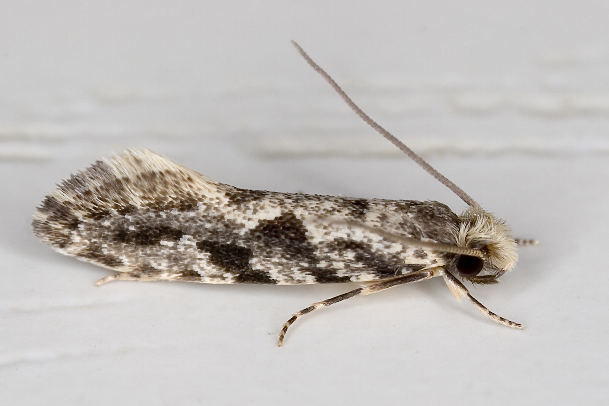 Nemapogon