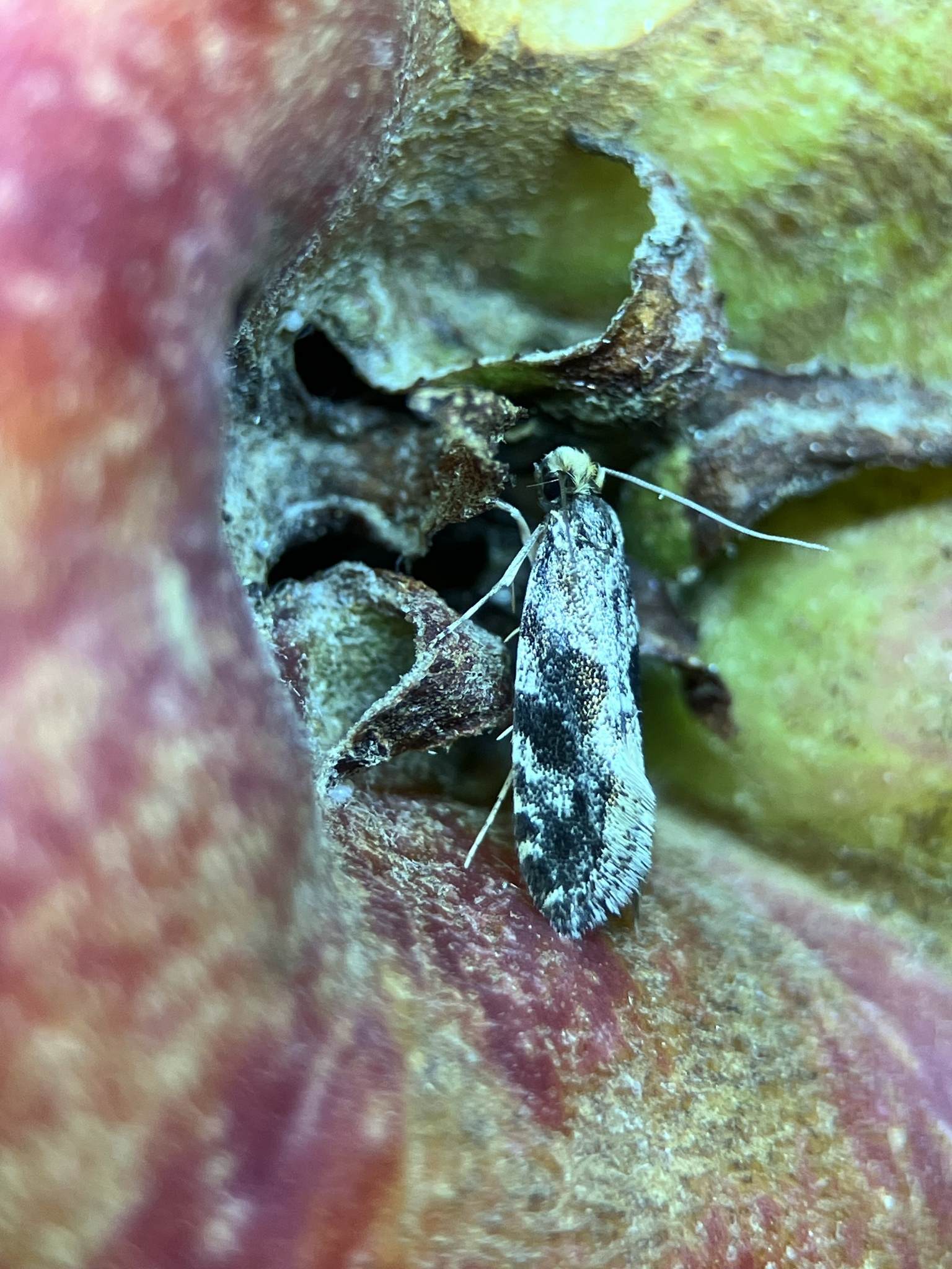 Nemapogon