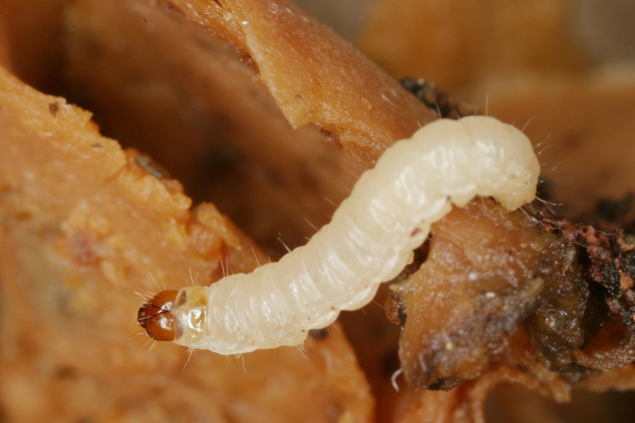 Nemapogon