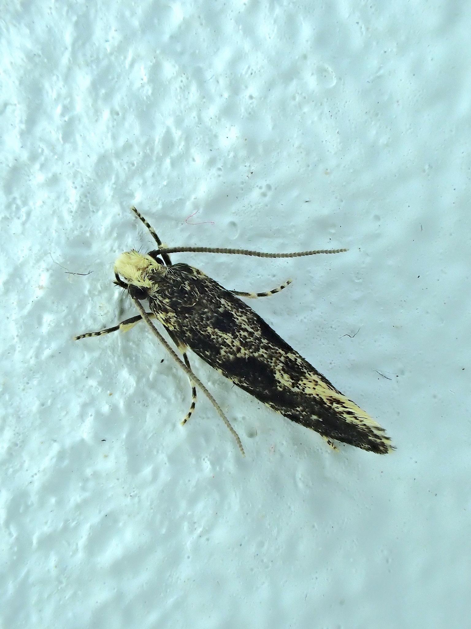 Nemapogon