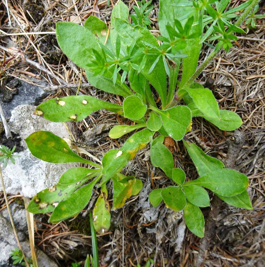 Uromyces inaequialtus