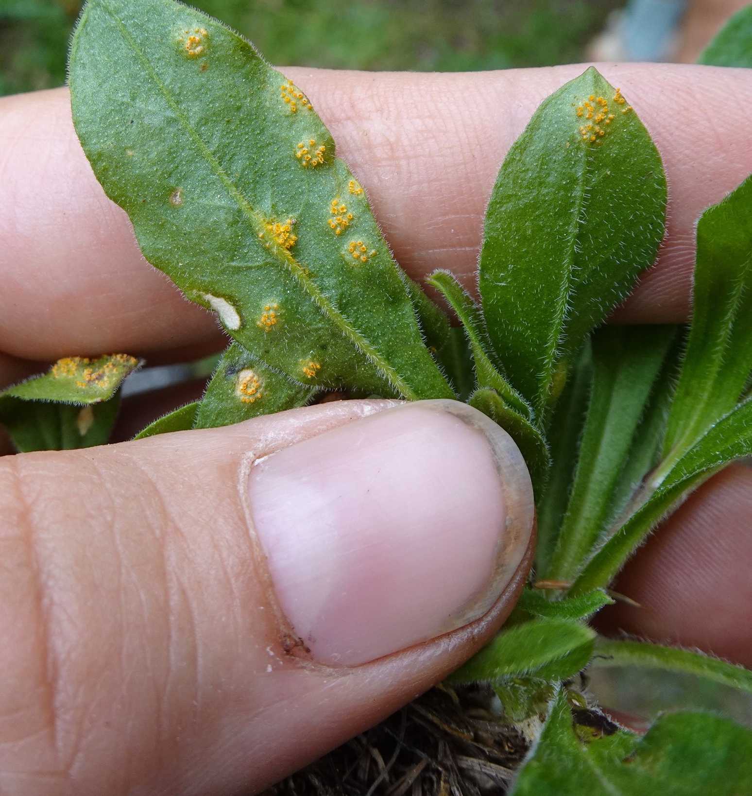 Uromyces inaequialtus