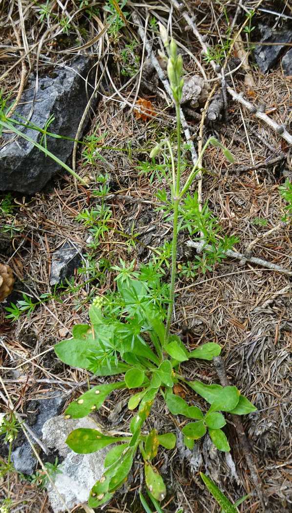 Uromyces inaequialtus