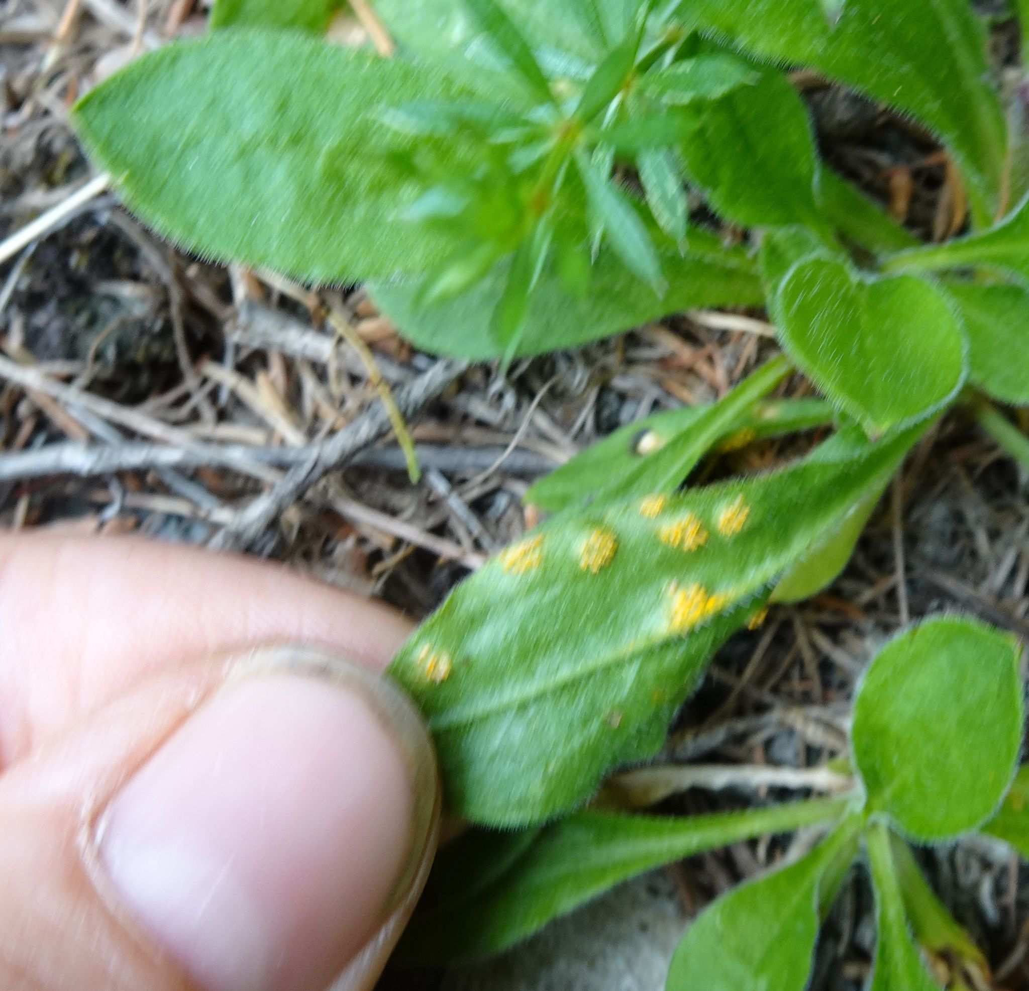 Uromyces inaequialtus