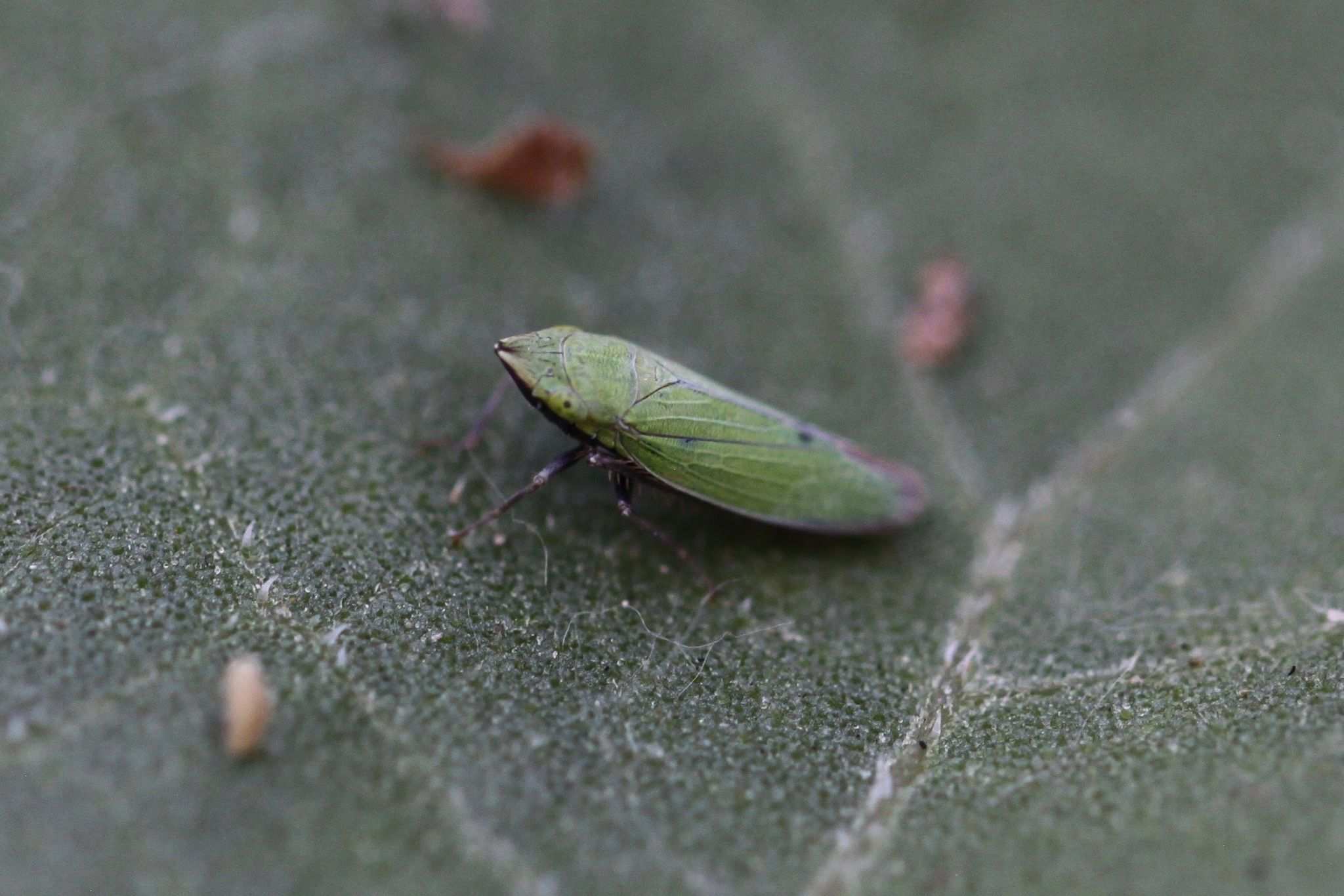 Draeculacephala minerva