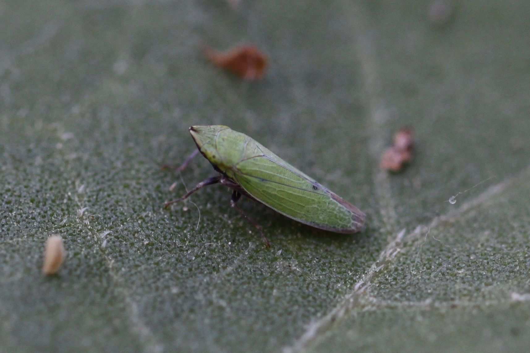 Draeculacephala minerva