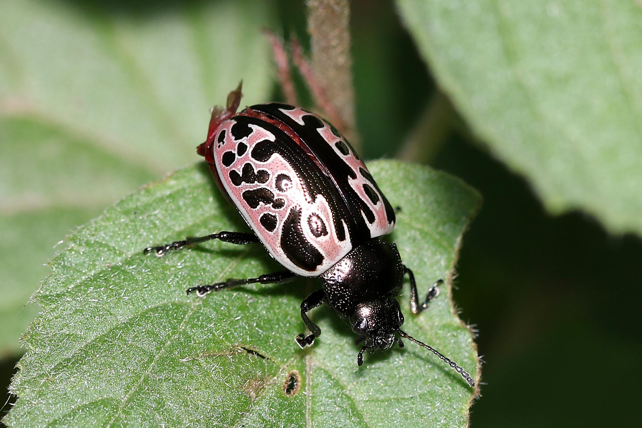 Calligrapha diversa