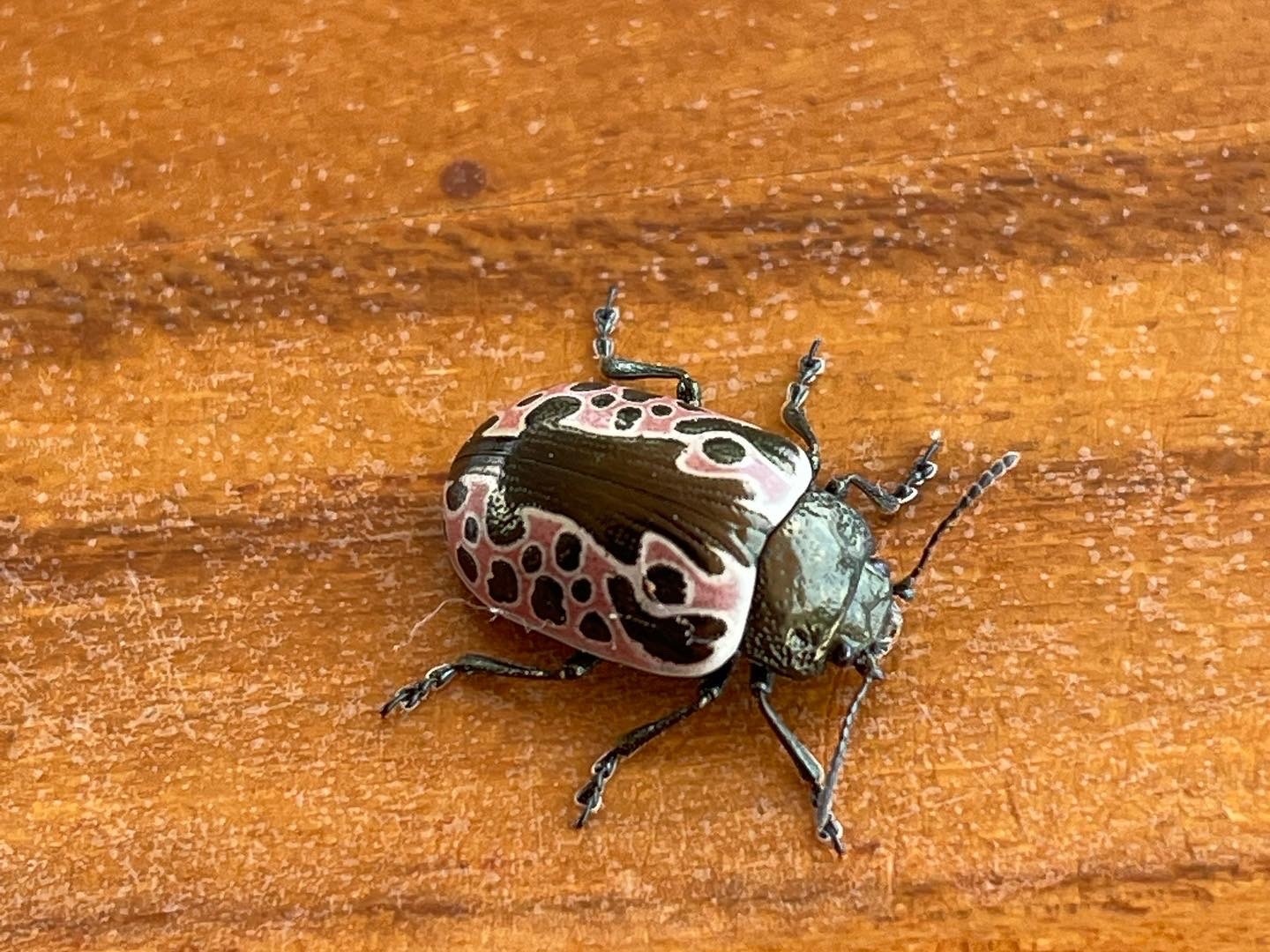 Calligrapha diversa
