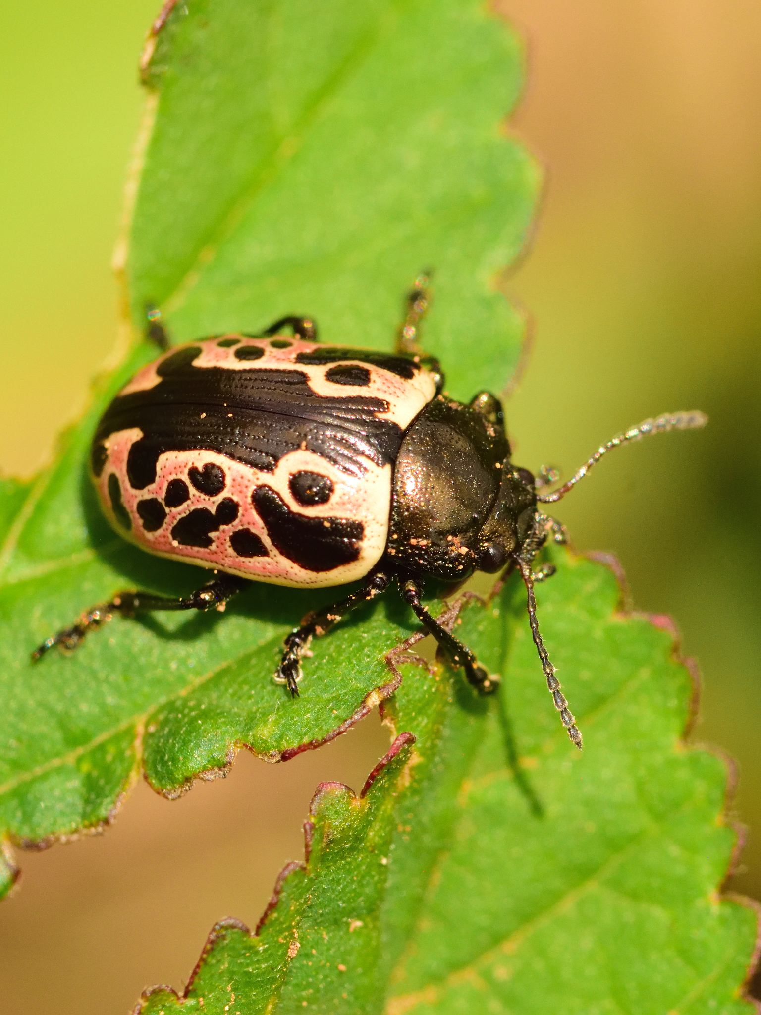 Calligrapha diversa