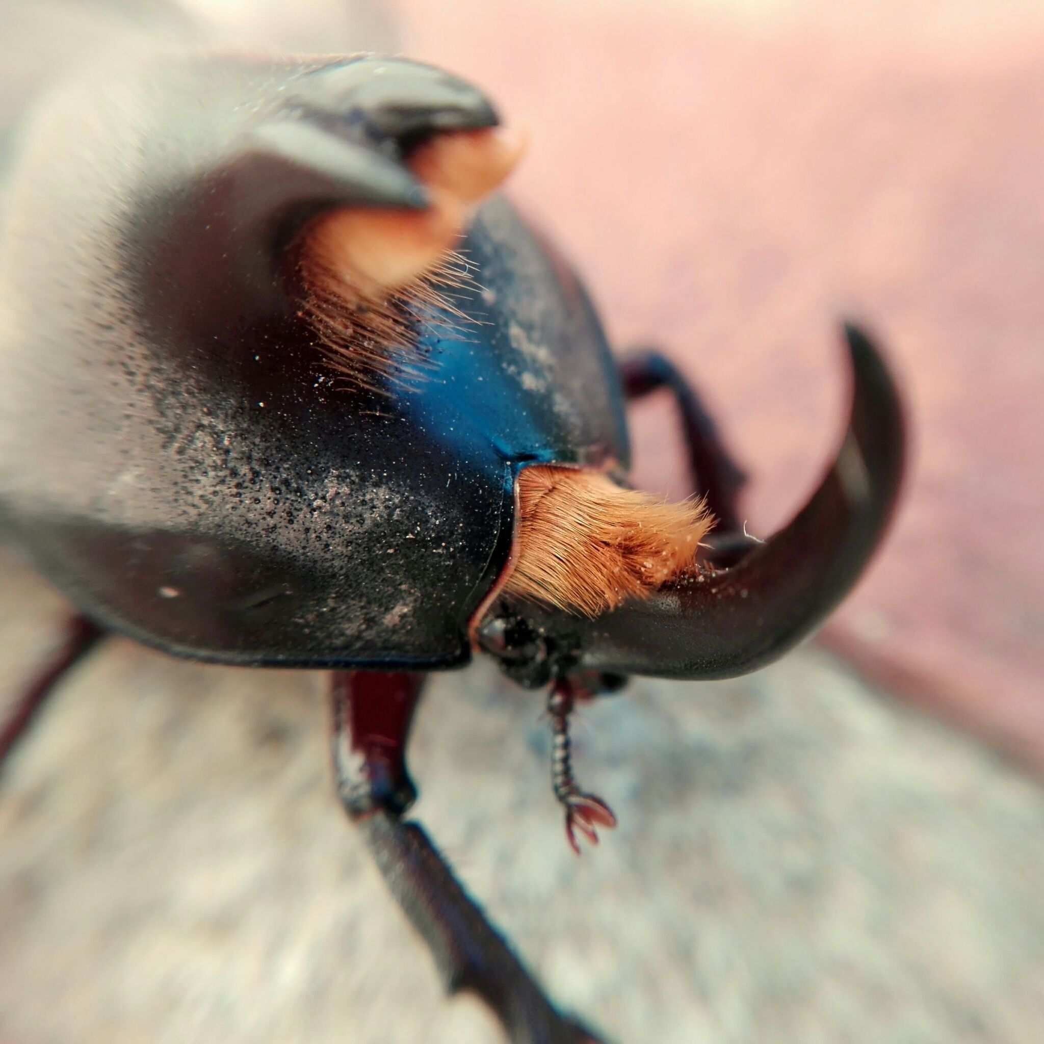 Diloboderus abderus
