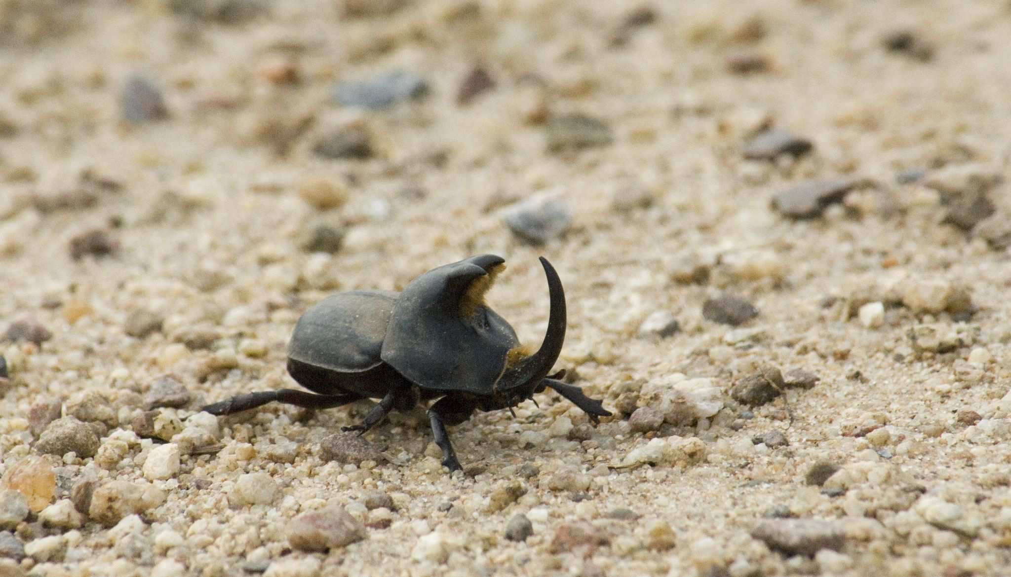 Diloboderus abderus