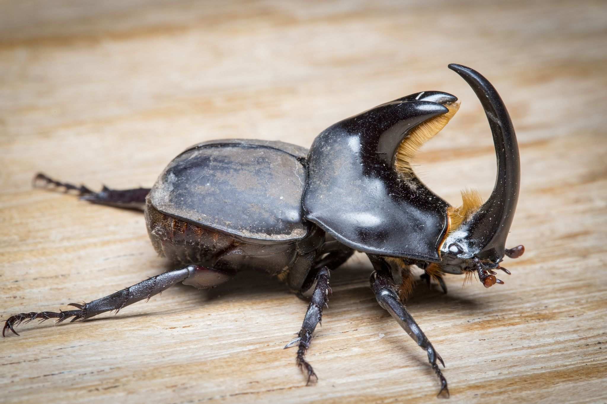 Diloboderus abderus