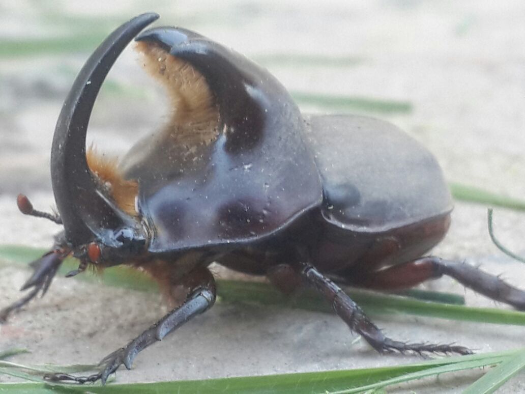 Diloboderus abderus