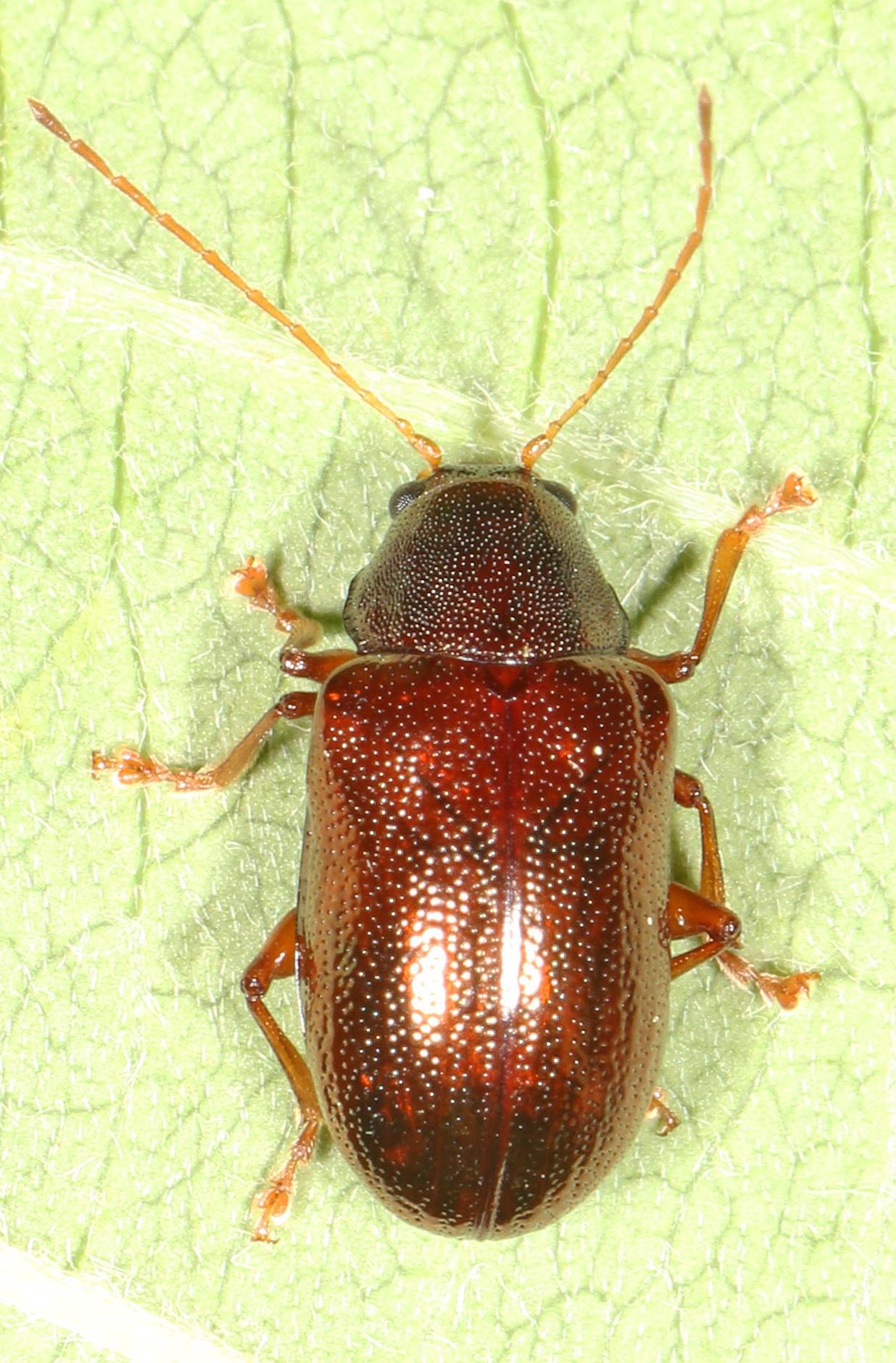 Tymnes