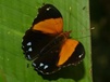 Lampethusa