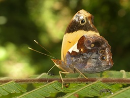 Lampethusa