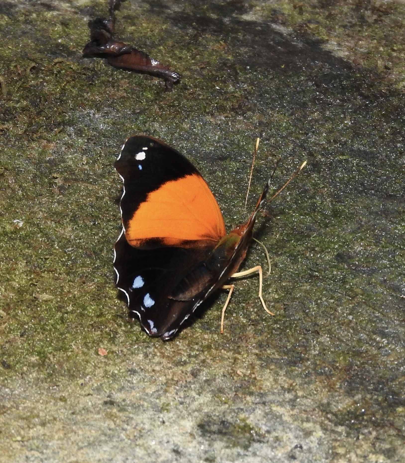 Lampethusa