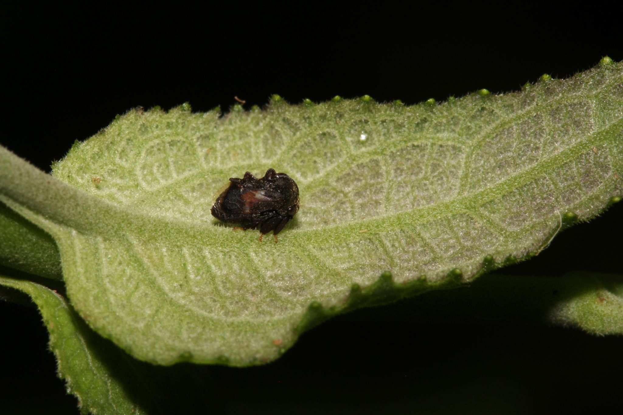 Bolbonota