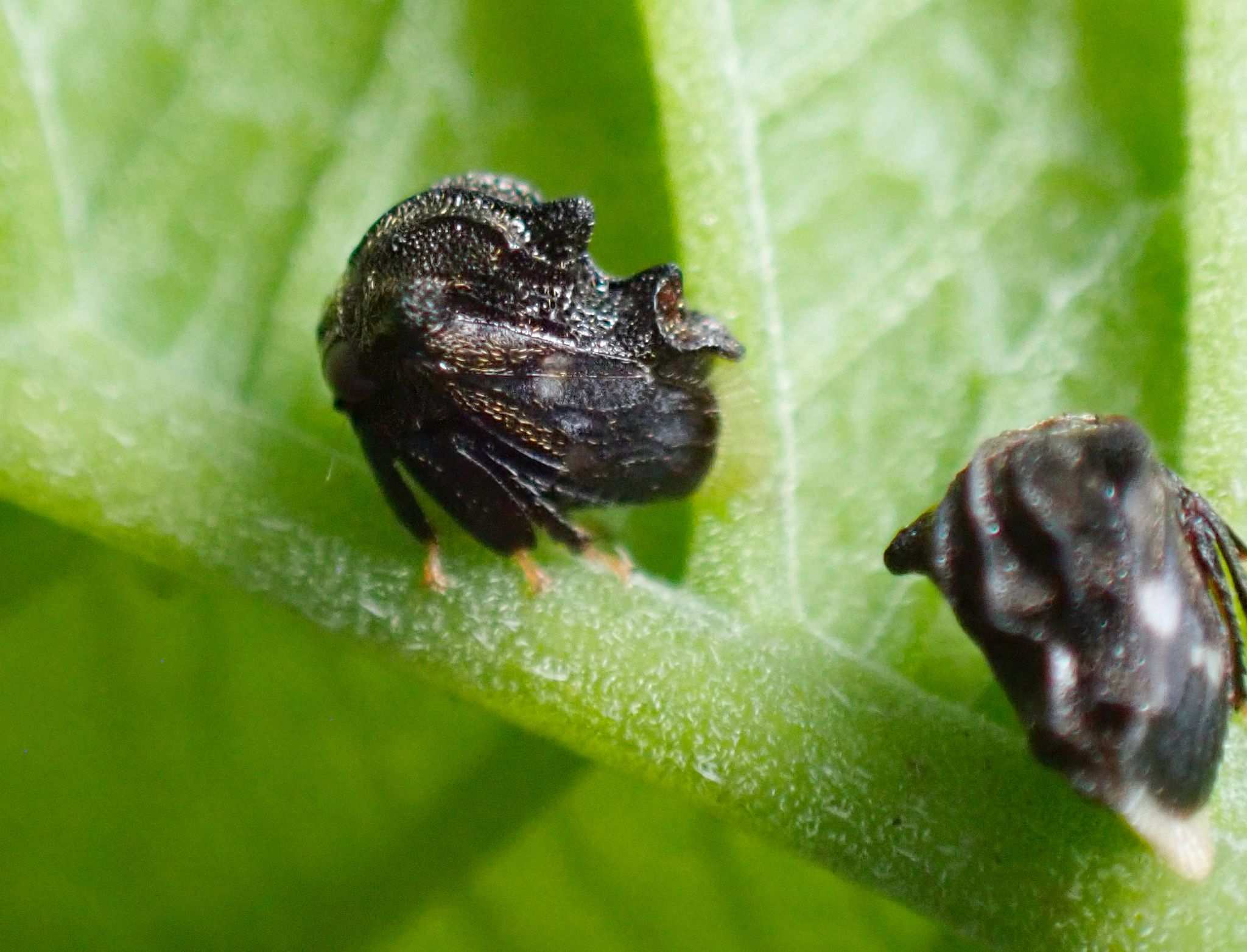 Bolbonota
