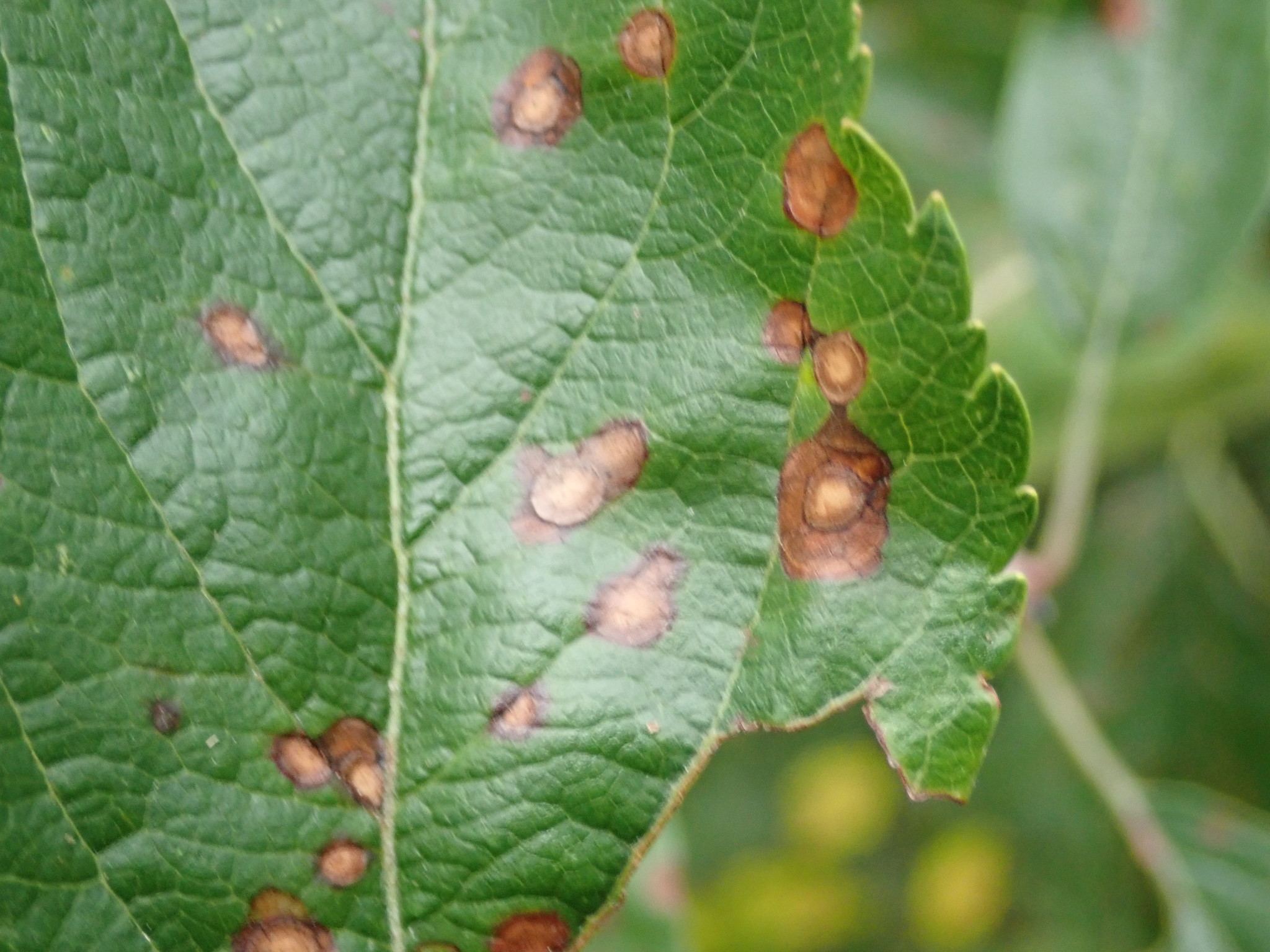 Physalospora obtusa