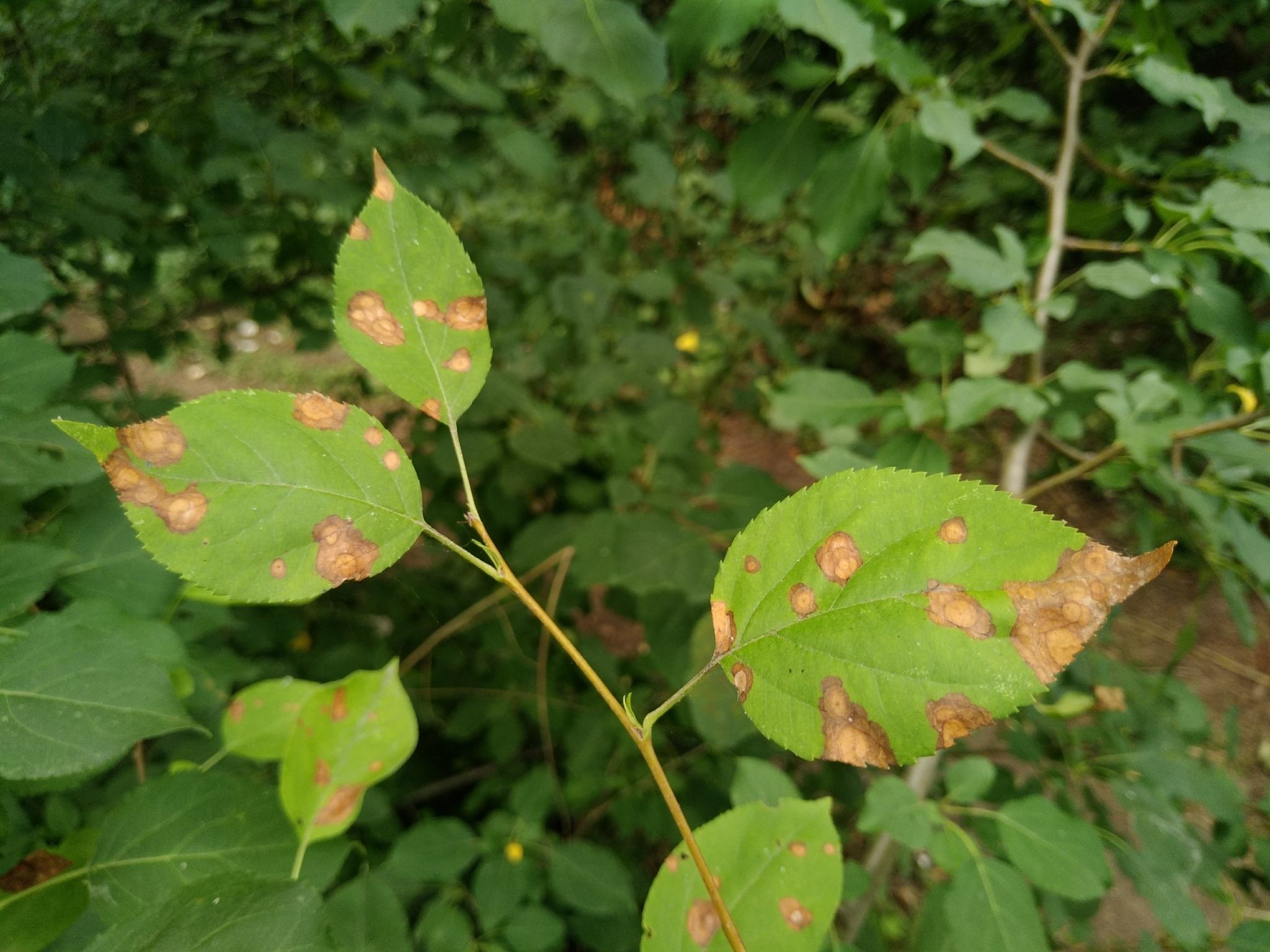 Physalospora obtusa