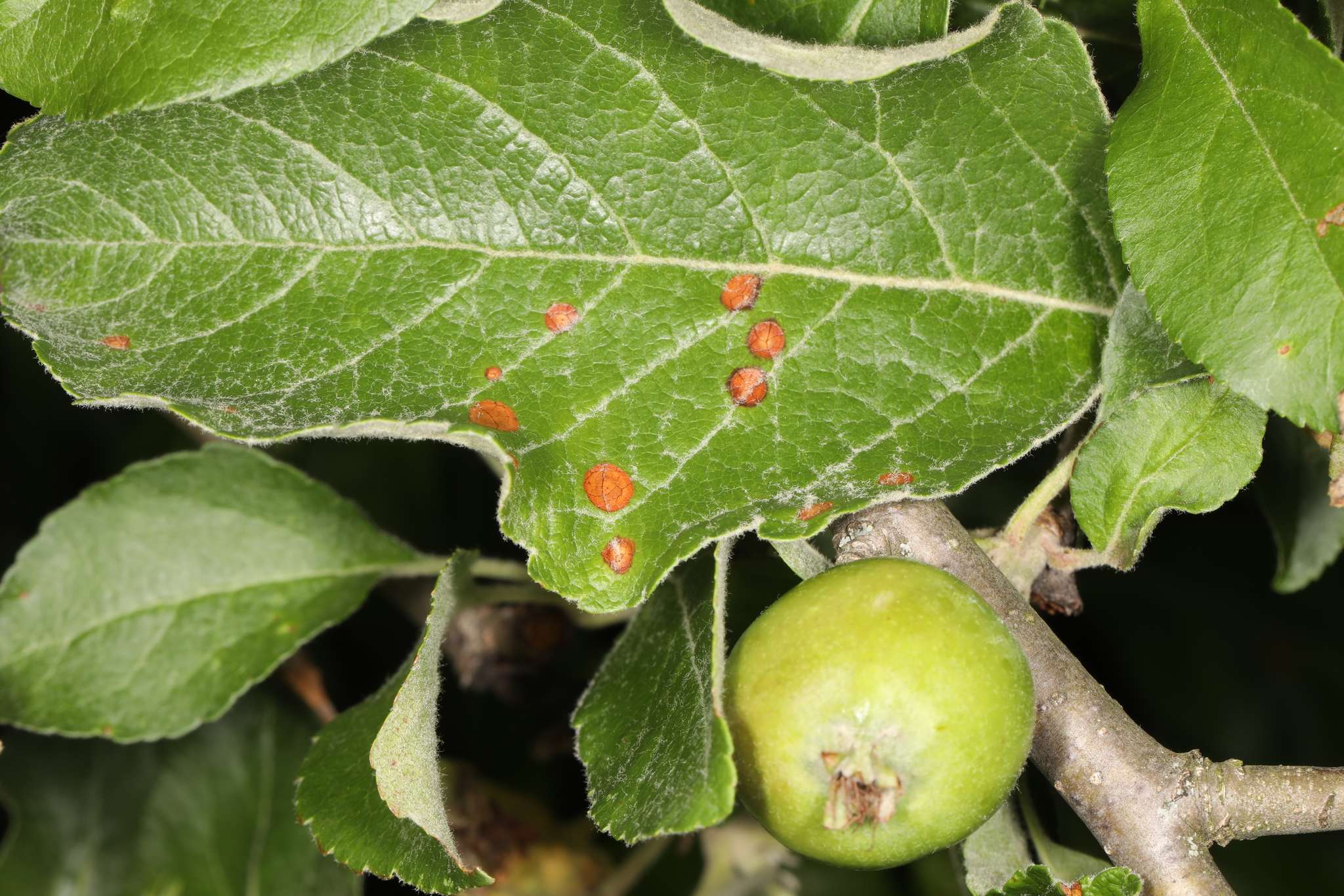 Physalospora obtusa