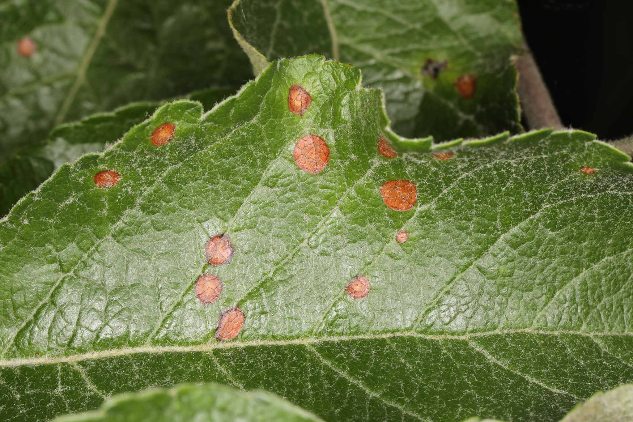 Physalospora obtusa