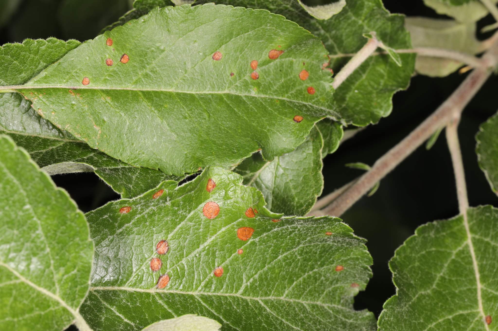 Physalospora obtusa