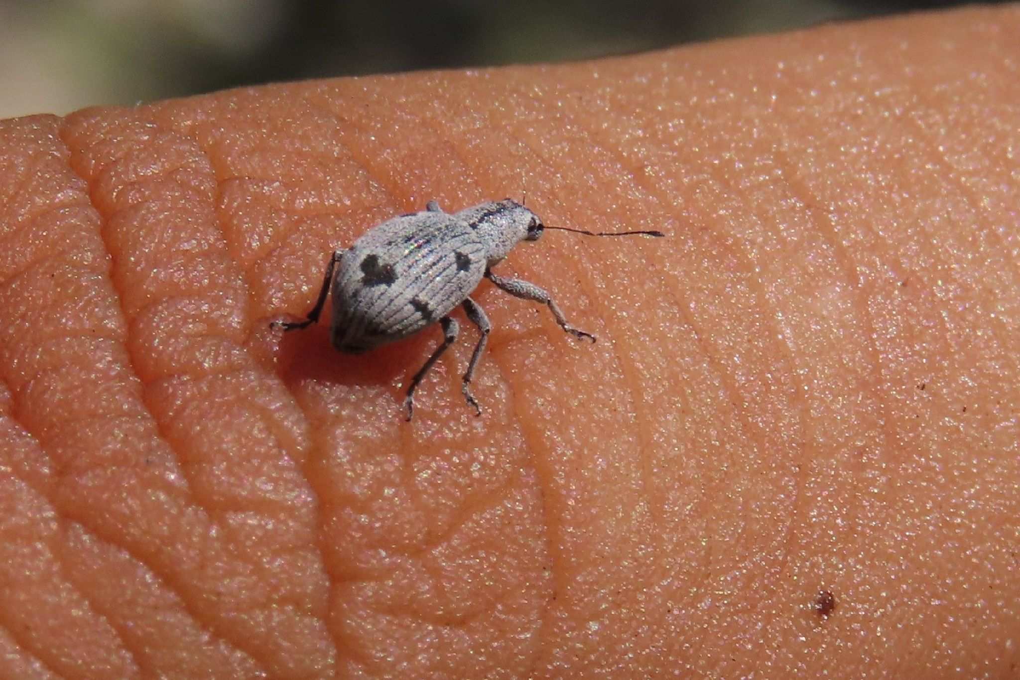 Mitostylus gracilis